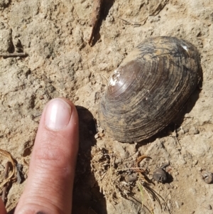 Hyriidae sp. (family) at Gungahlin, ACT - 17 Feb 2019