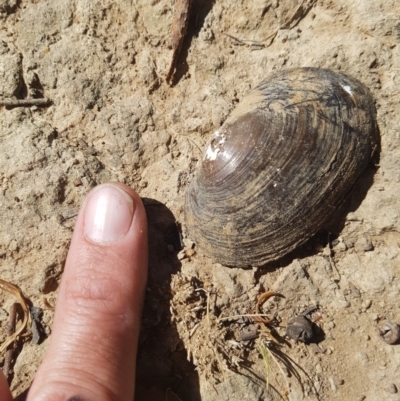 Hyriidae sp. (family) (Freshwater Mussels) at Gungahlin, ACT - 16 Feb 2019 by nath_kay