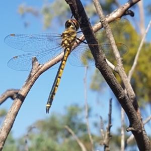 Hemicordulia tau at Amaroo, ACT - 18 Feb 2019