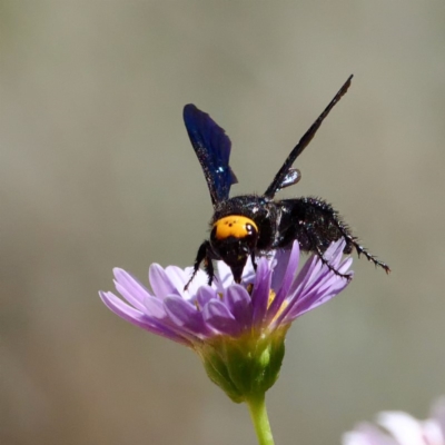 Scolia (Discolia) verticalis (Yellow-headed hairy flower wasp) at Acton, ACT - 13 Feb 2019 by DPRees125