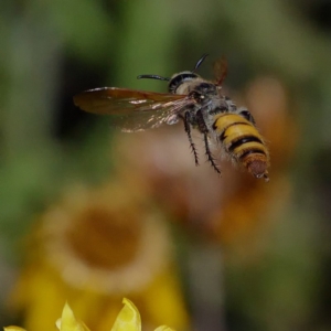 Radumeris tasmaniensis at Acton, ACT - 13 Feb 2019