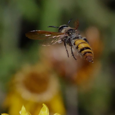 Radumeris tasmaniensis (Yellow Hairy Flower Wasp) at Acton, ACT - 13 Feb 2019 by DPRees125