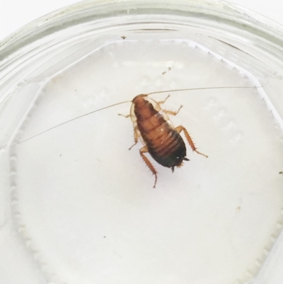 Drymaplaneta communis (Eastern Wood Runner, Common Shining Cockroach) at Hughes, ACT - 17 Feb 2019 by ruthkerruish
