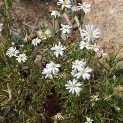 Vittadinia muelleri (Narrow-leafed New Holland Daisy) at Isaacs, ACT - 18 Feb 2019 by Mike