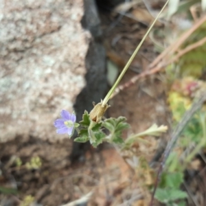 Erodium crinitum at Isaacs, ACT - 18 Feb 2019 11:24 AM