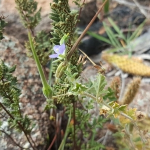 Erodium crinitum at Isaacs, ACT - 18 Feb 2019 11:24 AM