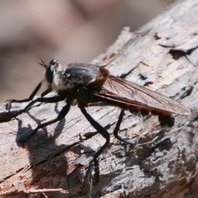 Blepharotes sp. (genus) (A robber fly) at Amaroo, ACT - 9 Feb 2019 by DPRees125