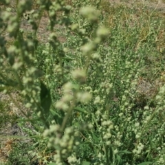 Chenopodium album at Isaacs Ridge - 20 Feb 2019