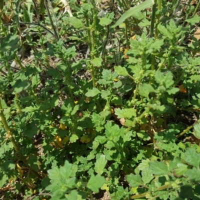 Dysphania pumilio (Small Crumbweed) at Jerrabomberra, ACT - 20 Feb 2019 by Mike