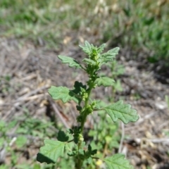 Dysphania pumilio at Jerrabomberra, ACT - 20 Feb 2019