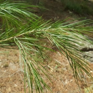 Acacia sp. at Isaacs, ACT - 18 Feb 2019 12:23 PM