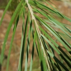 Acacia sp. at Isaacs, ACT - 18 Feb 2019 12:23 PM