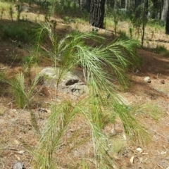 Acacia sp. at Isaacs, ACT - 18 Feb 2019