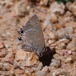 Jalmenus icilius at Amaroo, ACT - 9 Feb 2019