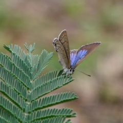 Jalmenus icilius (Amethyst Hairstreak) at Forde, ACT - 5 Feb 2019 by DPRees125