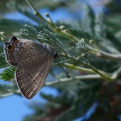 Jalmenus icilius at Forde, ACT - 5 Feb 2019