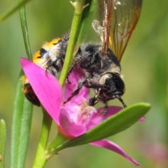 Radumeris tasmaniensis (Yellow Hairy Flower Wasp) at Acton, ACT - 15 Feb 2019 by TimL