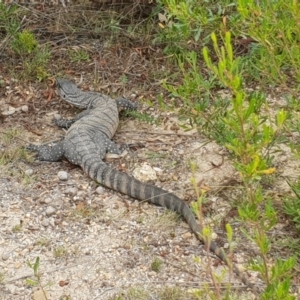 Varanus rosenbergi at Cotter River, ACT - suppressed