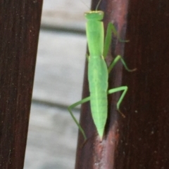 Orthodera ministralis (Green Mantid) at Mirador, NSW - 16 Feb 2019 by hynesker1234