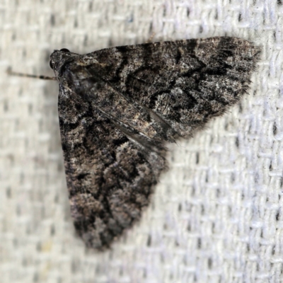 Lipogya exprimataria (Jagged Bark Moth) at O'Connor, ACT - 16 Feb 2019 by ibaird