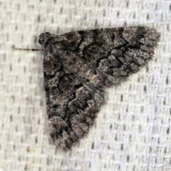 Lipogya exprimataria at O'Connor, ACT - 16 Feb 2019 09:36 PM