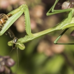 Pseudomantis albofimbriata (False garden mantis) at Higgins, ACT - 16 Feb 2019 by Alison Milton