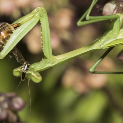 Pseudomantis albofimbriata (False garden mantis) at Higgins, ACT - 16 Feb 2019 by Alison Milton