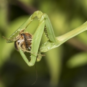 Pseudomantis albofimbriata at Higgins, ACT - 16 Feb 2019 02:34 PM