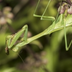 Pseudomantis albofimbriata at Higgins, ACT - 16 Feb 2019 02:34 PM