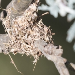 Papyrius nitidus (Shining Coconut Ant) at Umbagong District Park - 15 Feb 2019 by AlisonMilton