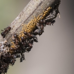 Psyllidae sp. (family) (Unidentified psyllid or lerp insect) at Latham, ACT - 15 Feb 2019 by Alison Milton