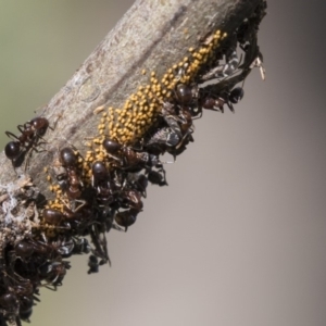 Psyllidae sp. (family) at Latham, ACT - 15 Feb 2019 02:49 PM