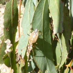 Poecilometis strigatus (Gum Tree Shield Bug) at Molonglo Valley, ACT - 1 Oct 2017 by AndyRussell