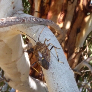 Poecilometis strigatus at Molonglo Valley, ACT - 2 Oct 2017 09:42 AM