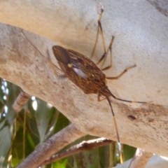 Poecilometis strigatus at Molonglo Valley, ACT - 2 Oct 2017