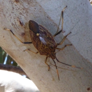 Poecilometis strigatus at Molonglo Valley, ACT - 2 Oct 2017 09:42 AM