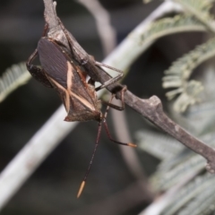 Mictis profana (Crusader Bug) at Macgregor, ACT - 17 Feb 2019 by Alison Milton