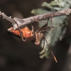 Mictis profana at Macgregor, ACT - 17 Feb 2019 01:15 PM