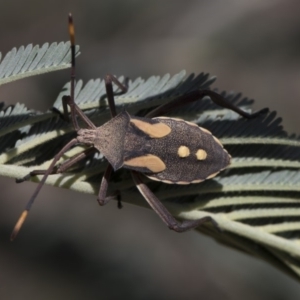 Mictis profana at Macgregor, ACT - 17 Feb 2019 01:15 PM