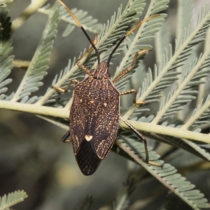 Poecilometis strigatus at Macgregor, ACT - 17 Feb 2019