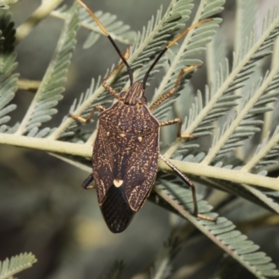 Poecilometis strigatus (Gum Tree Shield Bug) at Macgregor, ACT - 17 Feb 2019 by AlisonMilton