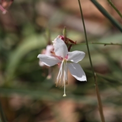 Oenothera lindheimeri (Clockweed) at Latham, ACT - 17 Feb 2019 by AlisonMilton