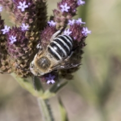 Amegilla (Zonamegilla) asserta (Blue Banded Bee) at Umbagong District Park - 17 Feb 2019 by Alison Milton