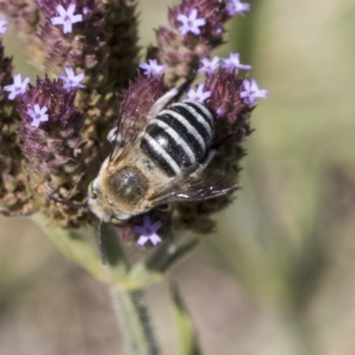 Amegilla (Zonamegilla) asserta (Blue Banded Bee) at Latham, ACT - 17 Feb 2019 by Alison Milton