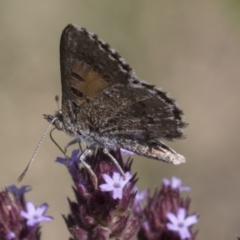 Lucia limbaria (Chequered Copper) at Umbagong District Park - 17 Feb 2019 by Alison Milton