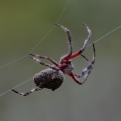 Hortophora sp. (genus) (Garden orb weaver) at Amaroo, ACT - 5 Feb 2019 by DPRees125