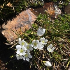 Gentianella muelleriana subsp. alpestris (Mueller's Snow-gentian) at Mt Kosciuszko Summit - 10 Feb 2019 by BronClarke