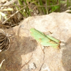 Gastrimargus musicus (Yellow-winged Locust or Grasshopper) at Molonglo Valley, ACT - 27 Dec 2017 by AndyRussell