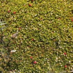 Pentachondra pumila (Carpet Heath) at Kosciuszko, NSW - 10 Feb 2019 by BronClarke