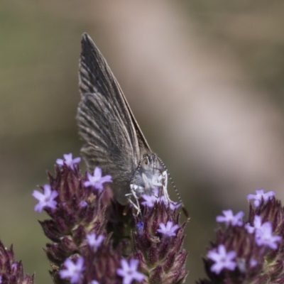 Zizina otis (Common Grass-Blue) at Umbagong District Park - 17 Feb 2019 by Alison Milton